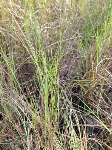 Image of Schizachyrium rhizomatum by (c) Jay Horn, some rights reserved (CC BY)