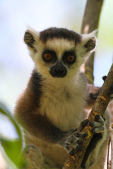 Lemur catta