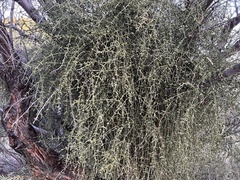 Phoradendron californicum