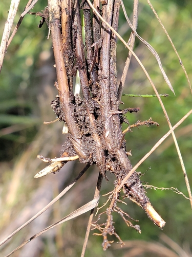 Image of Schizachyrium rhizomatum by (c) Jay Horn, some rights reserved (CC BY)