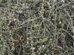 Phoradendron californicum