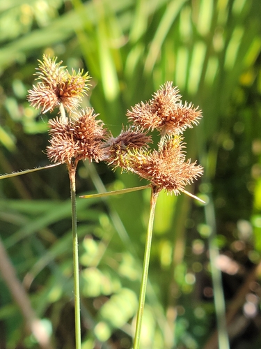 Image of Fuirena breviseta by (c) Jay Horn, some rights reserved (CC BY)