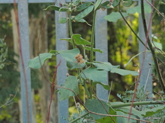 Pseudocreobotra wahlbergi