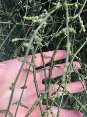 Phoradendron californicum