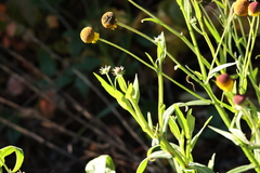 Helenium puberulum