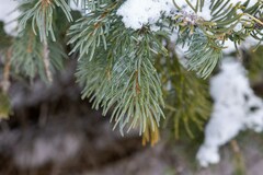 Picea engelmannii