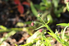 Helenium puberulum
