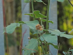 Pseudocreobotra wahlbergi