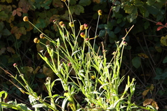 Helenium puberulum
