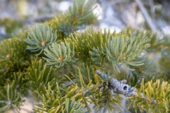 Picea engelmannii