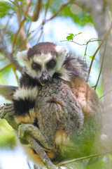Lemur catta