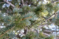 Picea engelmannii