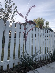 Hesperaloe