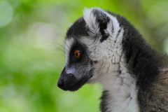 Lemur catta