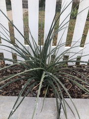 Hesperaloe