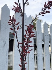 Hesperaloe