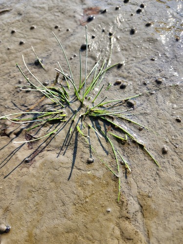 tidal spikerush (Eleocharis aestuum)