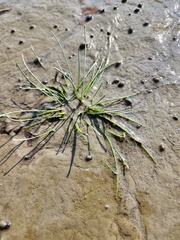 Eleocharis aestuum