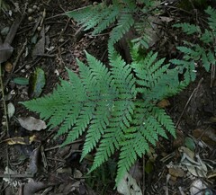 Parapolystichum microsorum