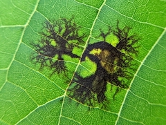 Bacteria