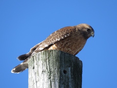 Buteo lineatus lineatus