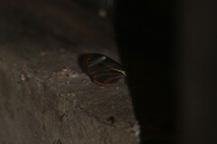 Ithomia