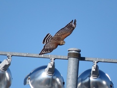 Buteo lineatus lineatus