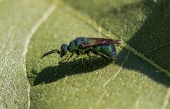Chrysididae