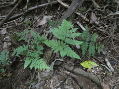 Parapolystichum microsorum