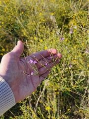 Verbena officinalis