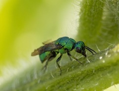 Chrysididae