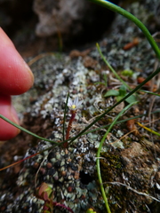 Romulea columnae