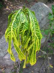 Codiaeum variegatum