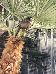 Campylorhynchus brunneicapillus