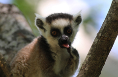 Lemur catta