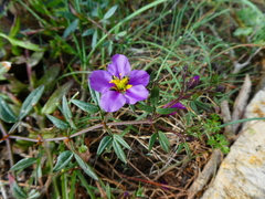 Fagonia cretica