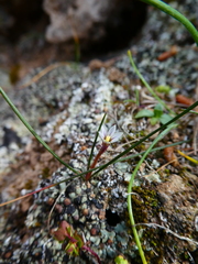 Romulea columnae