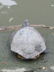 Trachemys scripta elegans