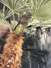 Campylorhynchus brunneicapillus