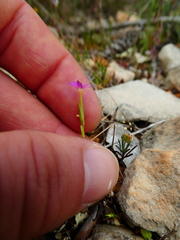 Fagonia cretica