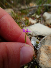 Fagonia cretica