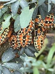 Pachylis nervosus