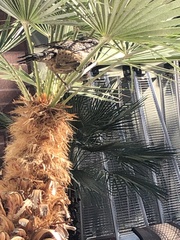 Campylorhynchus brunneicapillus