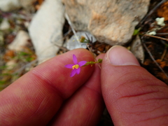 Fagonia cretica