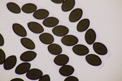 Sordaria macrospora