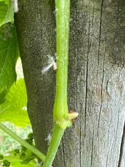 Scolypopa australis