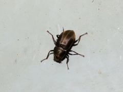 Helichus lithophilus