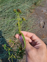 Bidens comosa