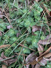 Richardia brasiliensis