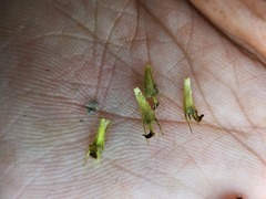 Bidens comosa